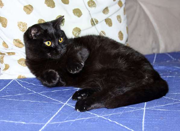 Черная жемчужина Бусинка, ласковый котенок-подросток в дар в Москве фото 3