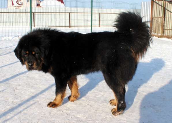 Тибетский мастиф - лучший страж на территории в Москве фото 130