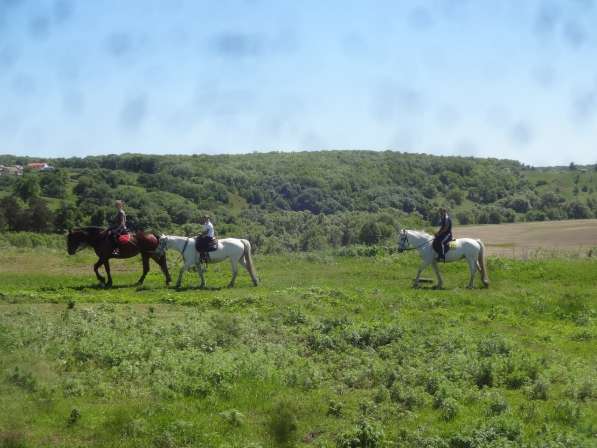 Прогулки на лошадях в Воронеже фото 9