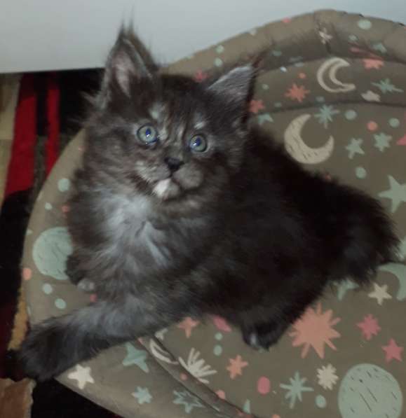 Котята Мейн-кун метисы в Наро-Фоминске фото 24