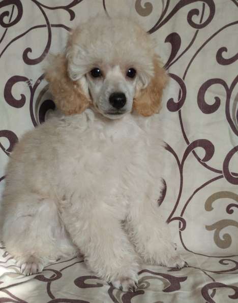 Пудель. Apricot в фото 3