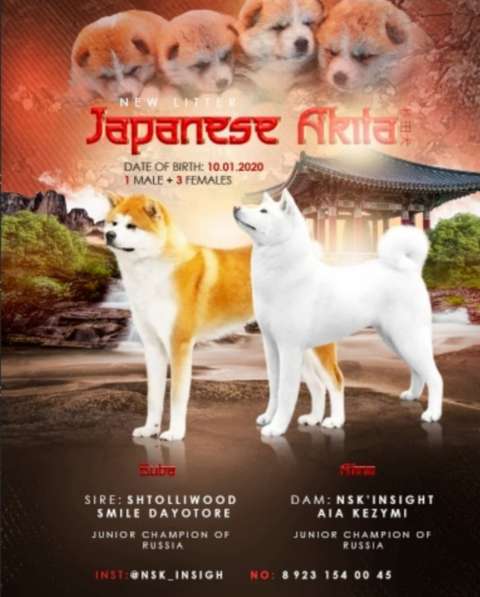 Акита-ину в фото 4