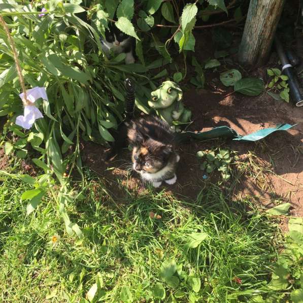 ОСТАЛАСЬ ОДНА, СРОЧНО НУЖЕН ДОМ в Твери фото 3