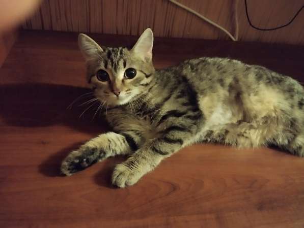 Котенок ищет дом в Кемерове