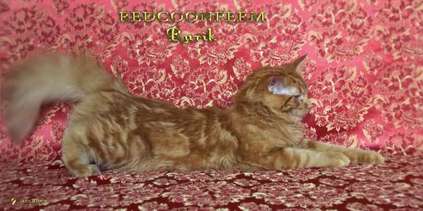 Кот мейн кун - Рюрик - уникального красного окраса в Тюмени фото 9