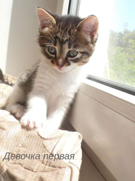 Котята Севастополь. Прекрасная девочка в добрые руки! в Севастополе фото 27