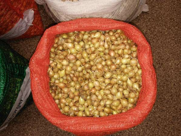 Продам лук севок в Саранске фото 3