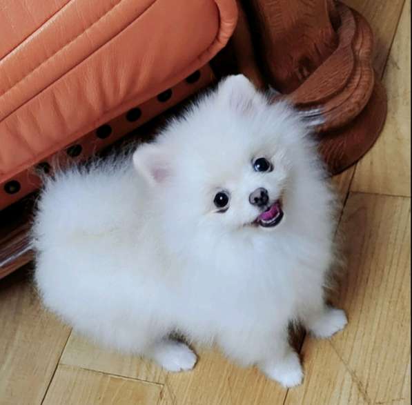 Pomeranian spitz. Micro mini girl