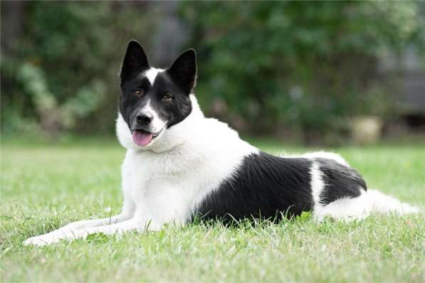 Красивый пёс Рэнди в добрые руки! в Москве фото 42