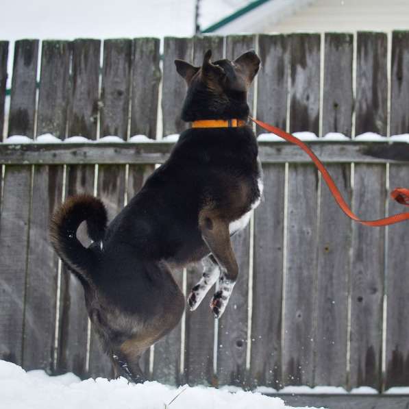 Великолепный пес Амур ищет дом!! в Москве фото 7