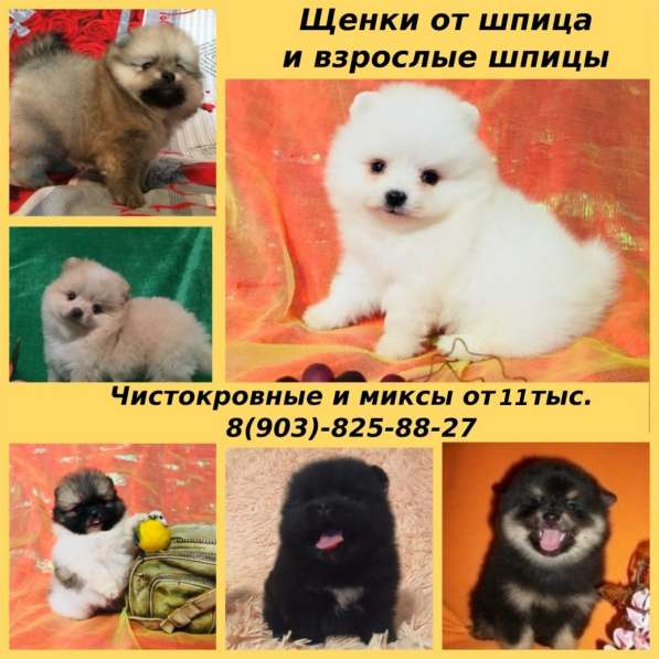 Яркие шпицы