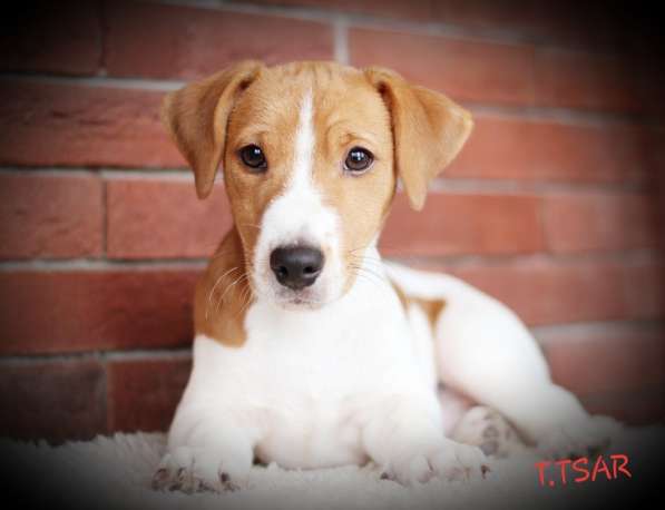 Щенки Джек Рассел терьер в Дмитрове фото 12
