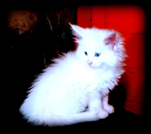 Мейн-кун белые котята в фото 10