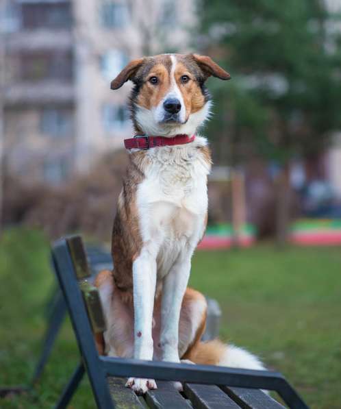 Джим - добропорядочный пёс ищет семью/ в Санкт-Петербурге фото 12