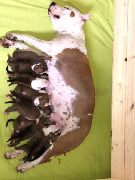 Щенки Американского Стаффордширского терьера в Санкт-Петербурге фото 13