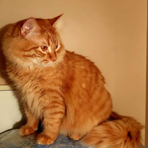 Рыжий сибирский котенок Томас, вес 10 кг! в Москве фото 3