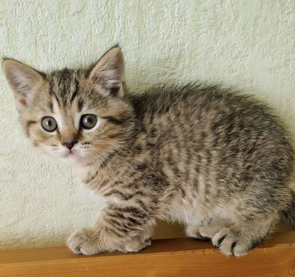 Шотландские котята в Москве фото 18