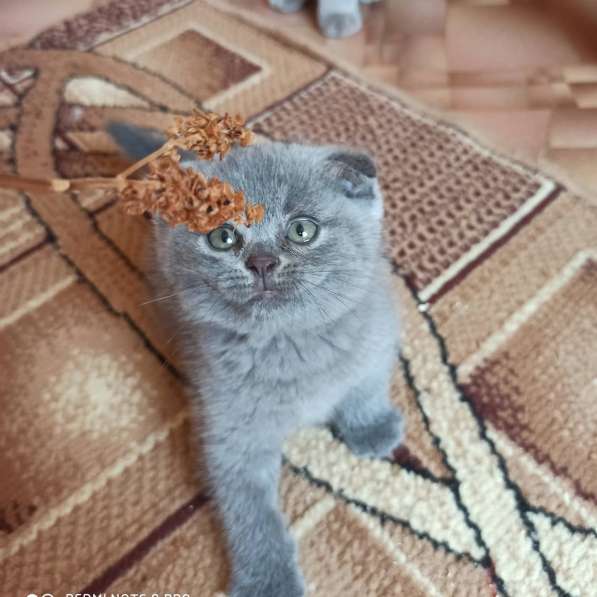 Шотландские котята в фото 10