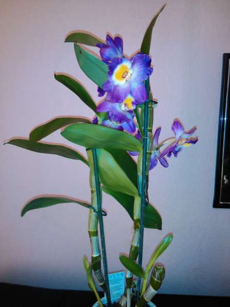 Орхидеи ароматные в фото 3