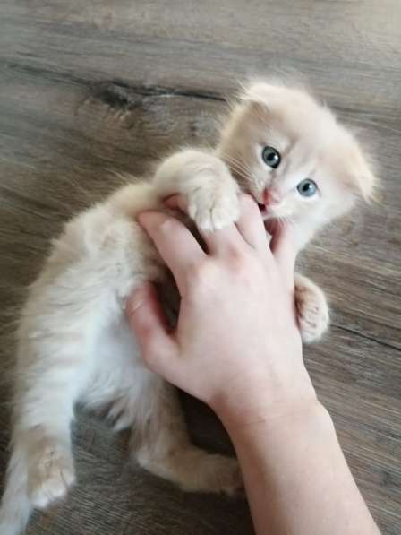 Передам в любящие руки вислоухих котят 1,5 месяцев в Оренбурге фото 9