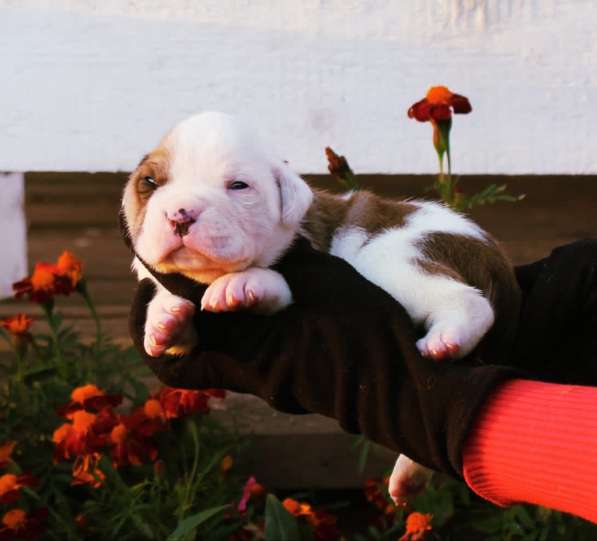 Американские бульдоги в Москве фото 9