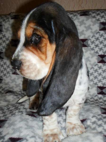 Щенки Бассет-хаунд в Армавире фото 34