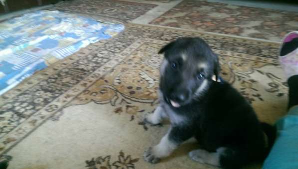 Продаются щенков ВЕО в Евпатории фото 31