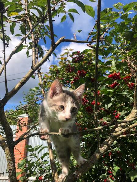 Котята в добрые руки в Москве фото 7