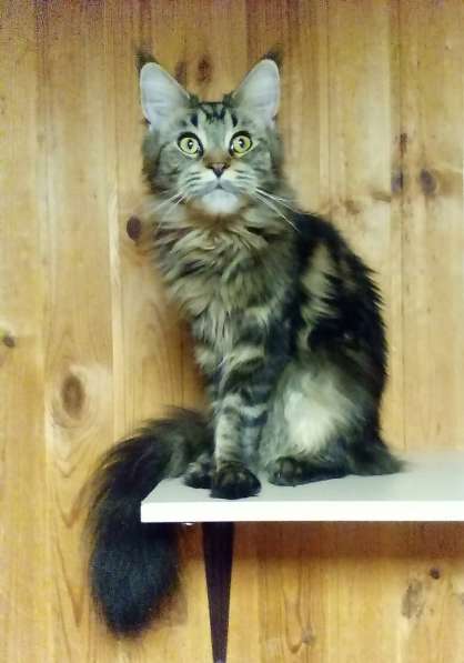 Мейн-кун девочка в Подольске фото 9