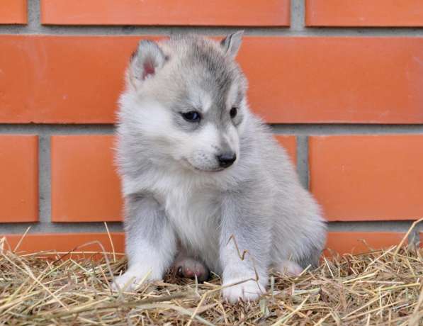 Две высокопородные девочки Хаски от Чемпионов! в Тюмени фото 19