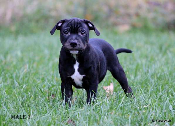 Девочка стаффордширского бультерьера в Калининграде фото 6