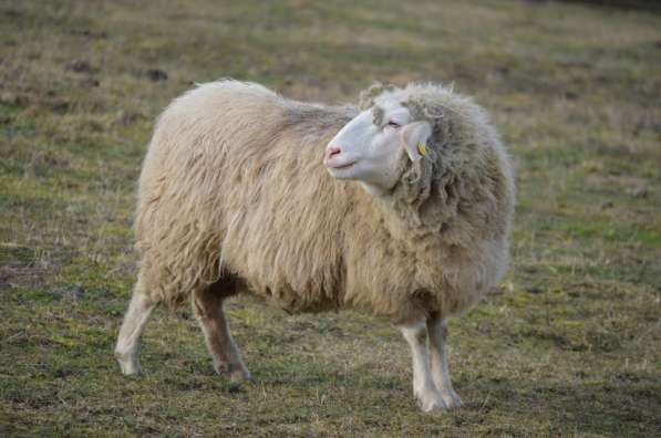 Племенные овцы Белый бергсчаф (Скот из Европы)