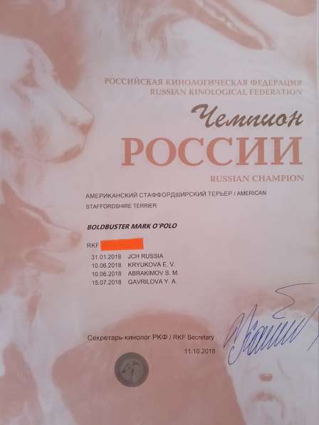 Шикарный рыжий кобель Амстаффа. Вязка в Москве фото 5