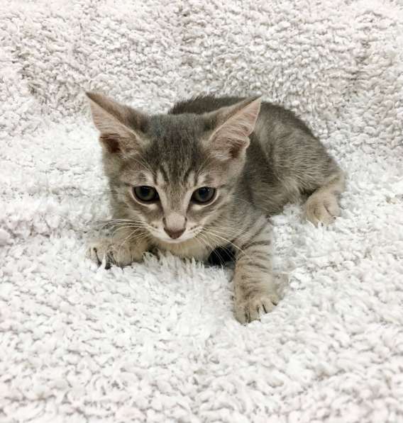 Котёнок в дар – малыш Матроскин в Москве фото 6