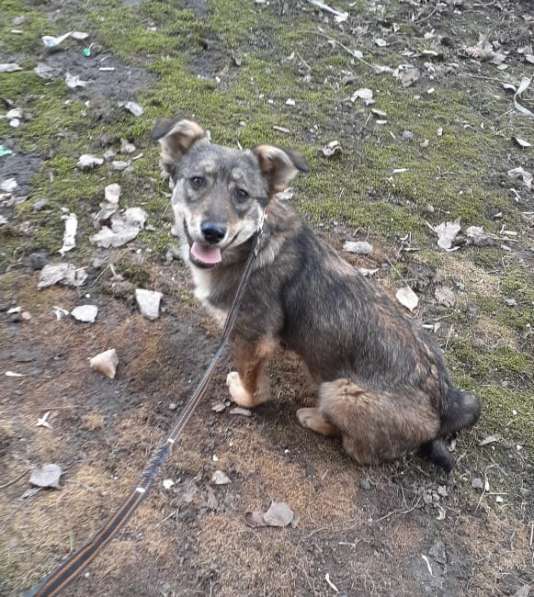 Маленькая собачка на коротких лапках в Санкт-Петербурге фото 14