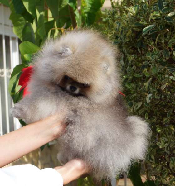Pomeranian boo male. 2 months в 