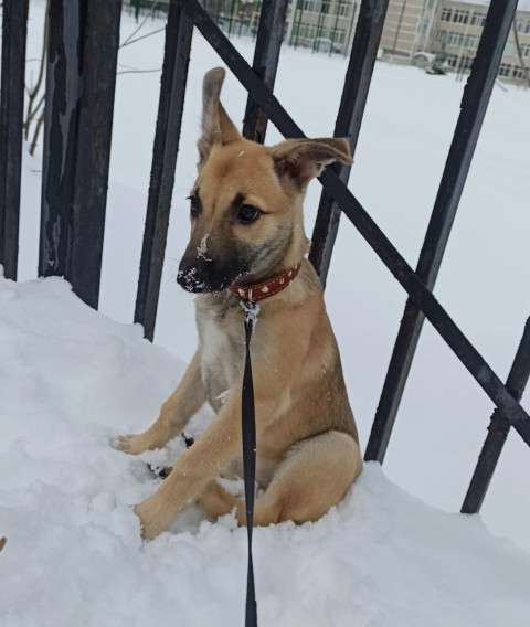 Керри ищет дом! в Москве фото 3