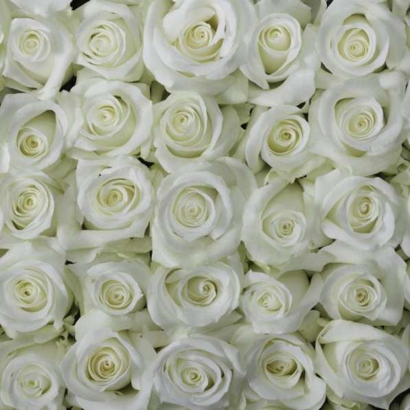 Розы из Эквадора по самым низким ценам в России в Москве фото 6