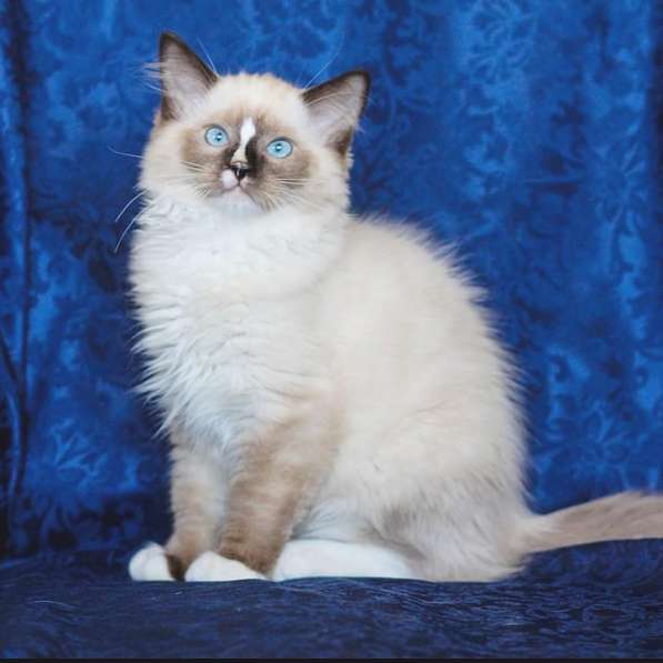 Рэгдолл котята в фото 54