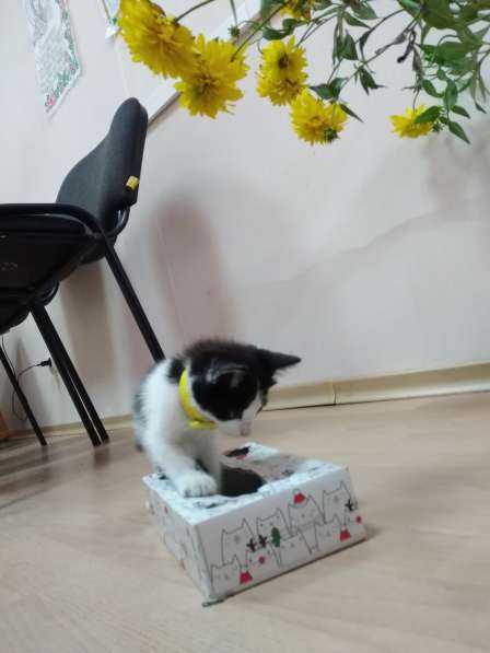 Кошечка Фифа в добрые руки в Ставрополе фото 15