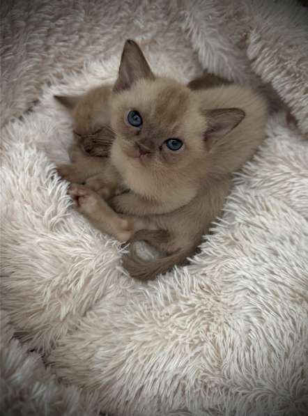 Клубные бурманские котята в Екатеринбурге