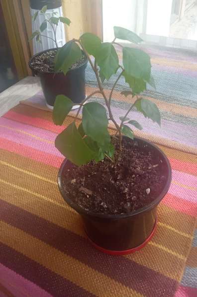 Березка молодая в Москве