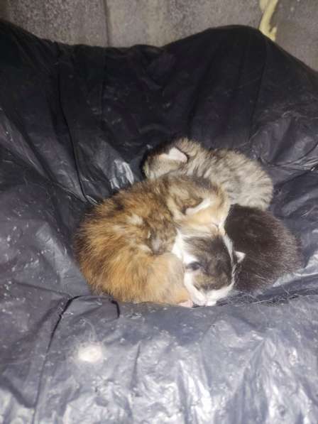 КОТЯТА В ДОБРЫЕ РУКИ