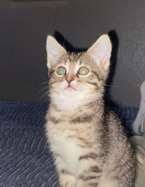 Котенок девочка