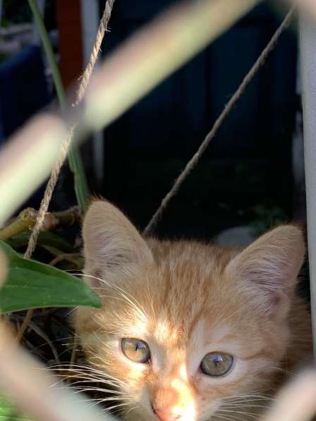 Котенок в Армавире фото 3