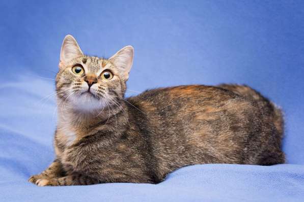 Очаровательная полосатая кошечка Джуля в добрые руки в Москве фото 5