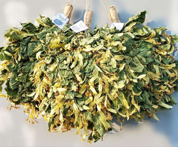 Веники для бани и сауны в фото 5