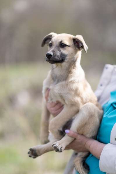 Ласковые щенята