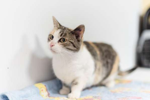 Изящная кошечка Афина ищет семью в Москве фото 5