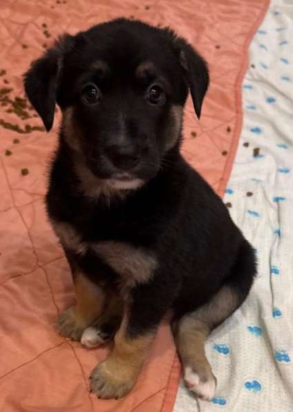 Красавица Стэлла ищет заботливых родителей в Феодосии